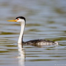 Western Grebe-04