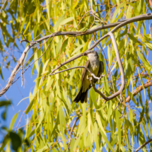 Western Kingbird-01
