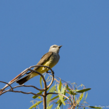 Western Kingbird-03
