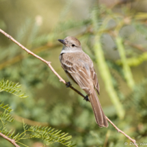 Western Kingbird-06