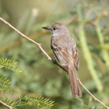 Western Kingbird-07