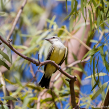 Western Kingbird-08