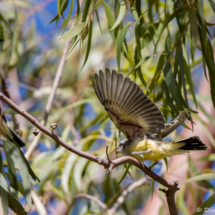 Western Kingbird-09
