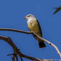 Western Kingbird-14