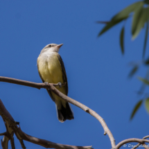 Western Kingbird-15