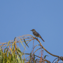 Western Kingbird-16