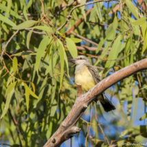Western Kingbird-18