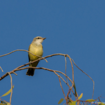 Western Kingbird-19