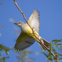 Western Kingbird-22