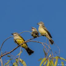 Western Kingbird Parent with Fledglings-01