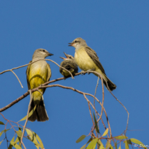 Western Kingbird Parent with Fledglings-02
