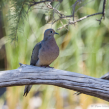 White-winged Dove-01