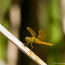 Yellow Dragonfly-01