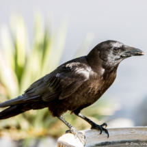 American Crow-01
