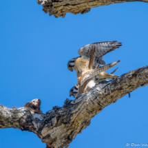 American Kestrel's Mating-02