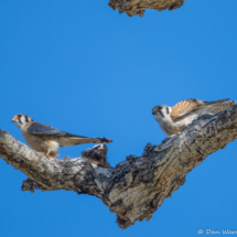 American Kestrel's Mating-05