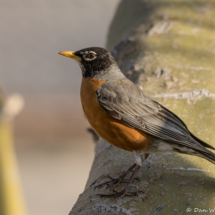 American Robin-01