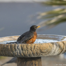 American Robin Taking A Bath-01