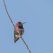 Anna's Hummingbird-Male-02