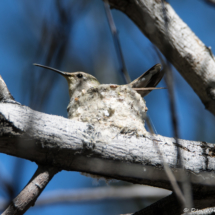 Anna's Hummingbird in Nest-01