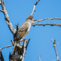 Ash-throated Flycatcher-08