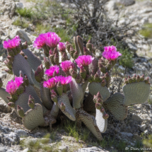 Beavertail Prickly Pear Cactus in Bloom