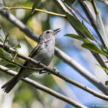 Bell's Vireo-07
