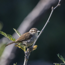Bewick's Wren-12