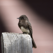Black Phoebe-02
