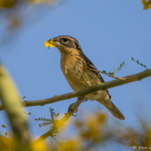 Black-headed Grosbeak-01