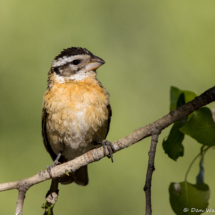 Black-headed Grosbeak-Female-16