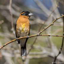 Black-headed Grosbeak-Male-11