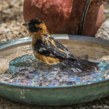 Black-headed Grosbeak taking a bath-01