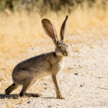 Black-tailed Jackrabbit-04