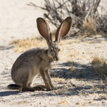 Black-tailed Jackrabbit-05