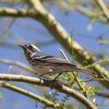 Black-throated Gray Warbler-04
