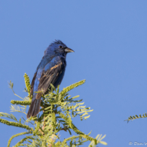 Blue Grosbeak-05
