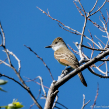 Brown-crested Flycatcher-14