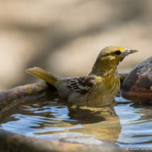 Bullock's Oriole-Female-03
