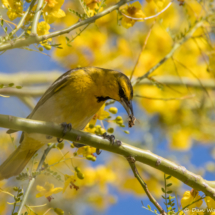 Bullock's Oriole-Immature Male-04