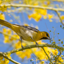 Bullock's Oriole-Immature Male-06
