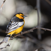 Bullock's Oriole-Male-03