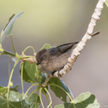 Bushtit-14
