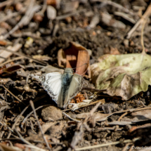 Butterfly-01 (2)