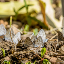 Butterflys-01