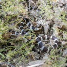 California King Snake-02