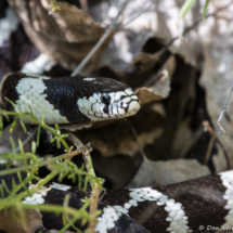California King Snake-03