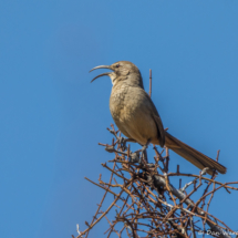 California Thrasher-02