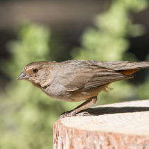California Towhee-07