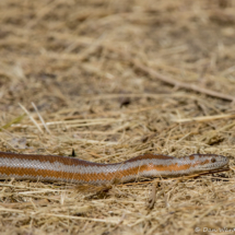 Coastal Rosy Boa